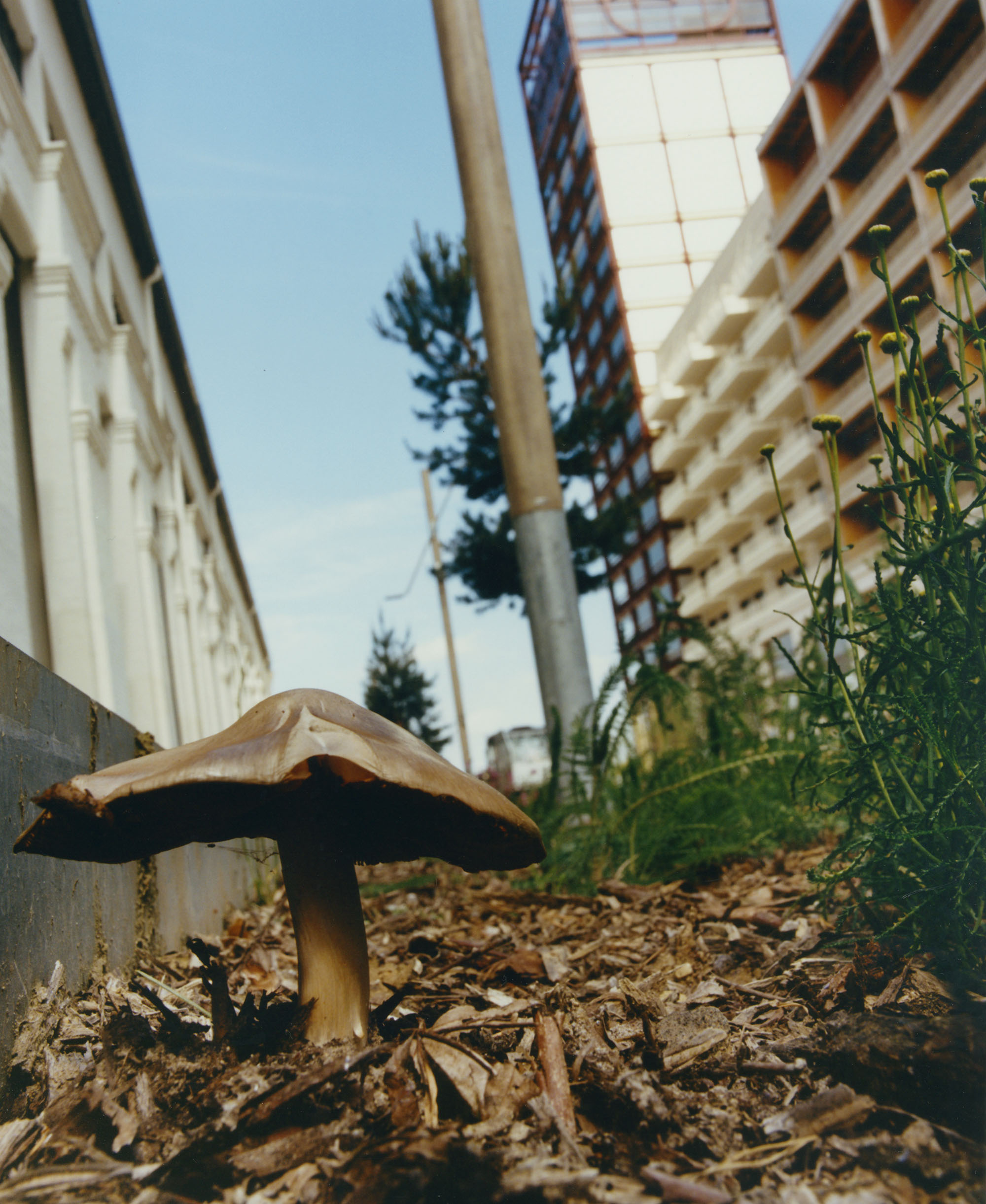 Mushroom at *Village des Athlètes*, Saint Ouen. - © Maciek Pożoga