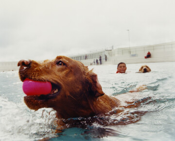 Dog Day Swim - © Maciek Pożoga