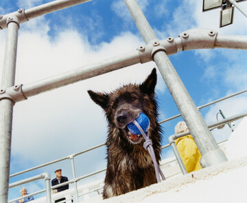Dog Day Swim - © Maciek Pożoga