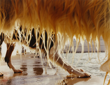 Dog Day Swim - © Maciek Pożoga