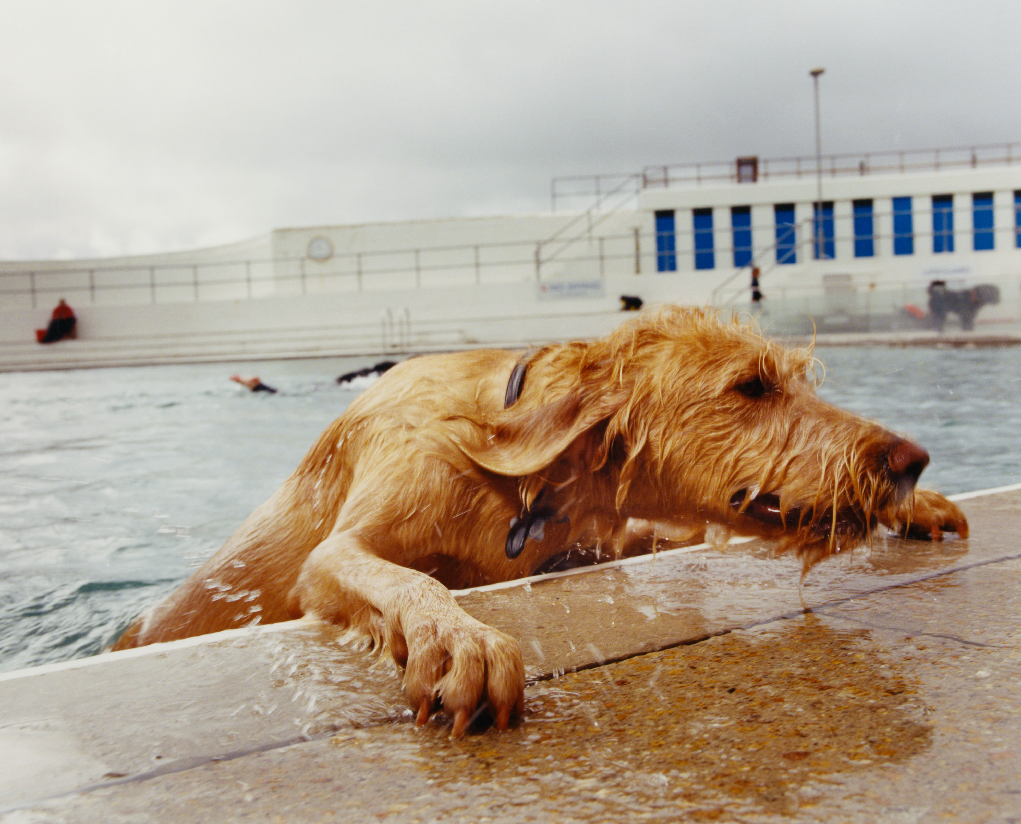 Dog Day Swim - © Maciek Pożoga