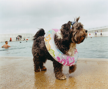Dog Day Swim - © Maciek Pożoga