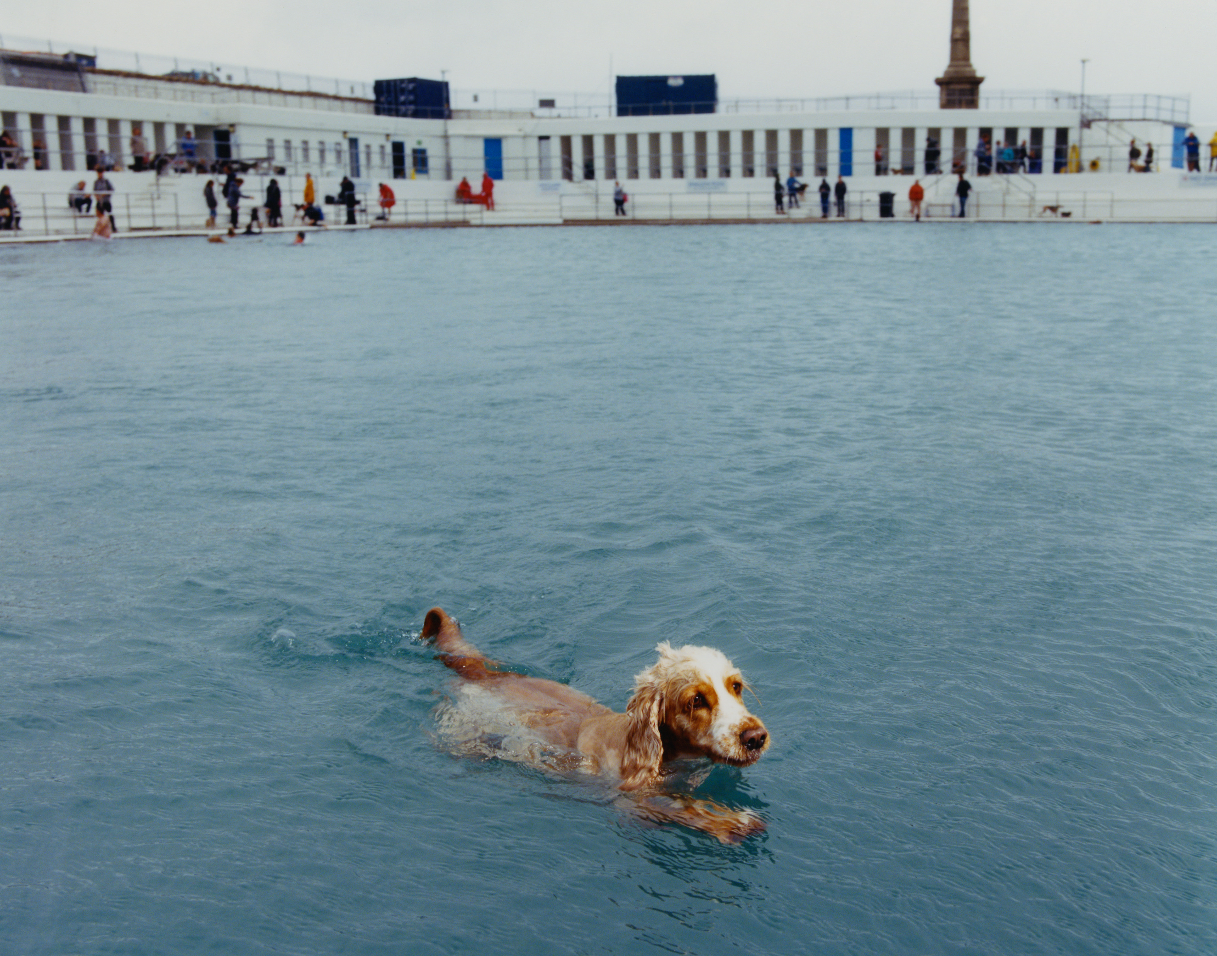 Dog Day Swim - © Maciek Pożoga