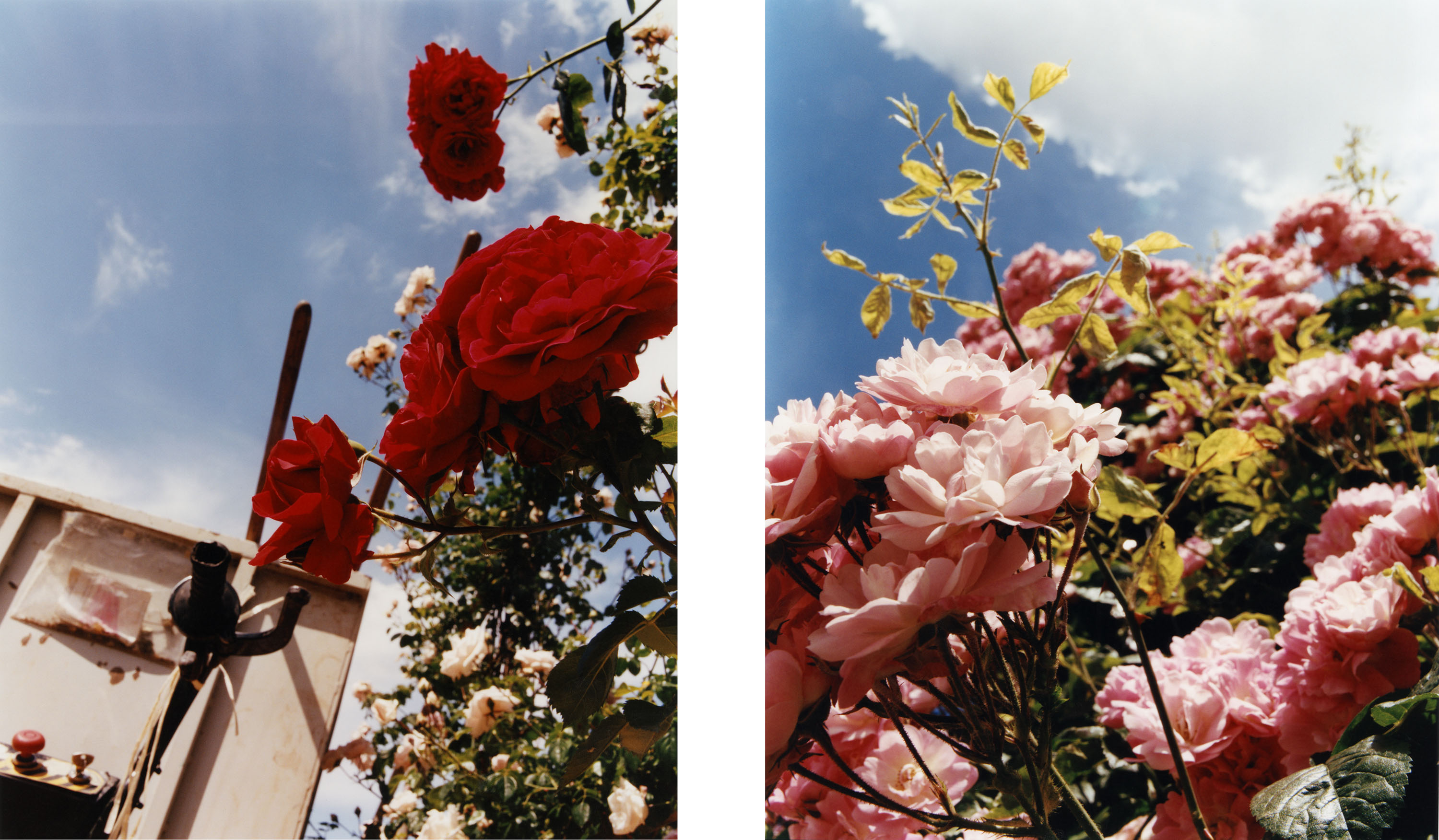 Roses of Paris - © Maciek Pożoga