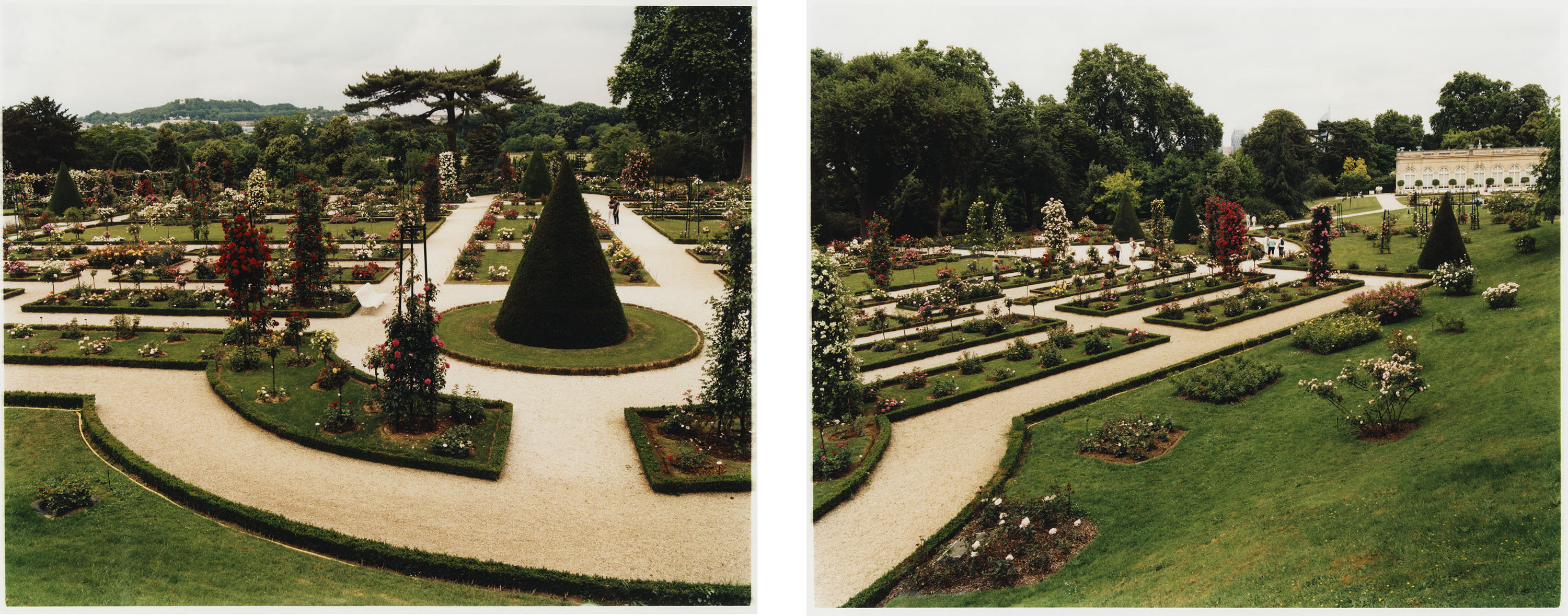 Roses of Paris - © Maciek Pożoga