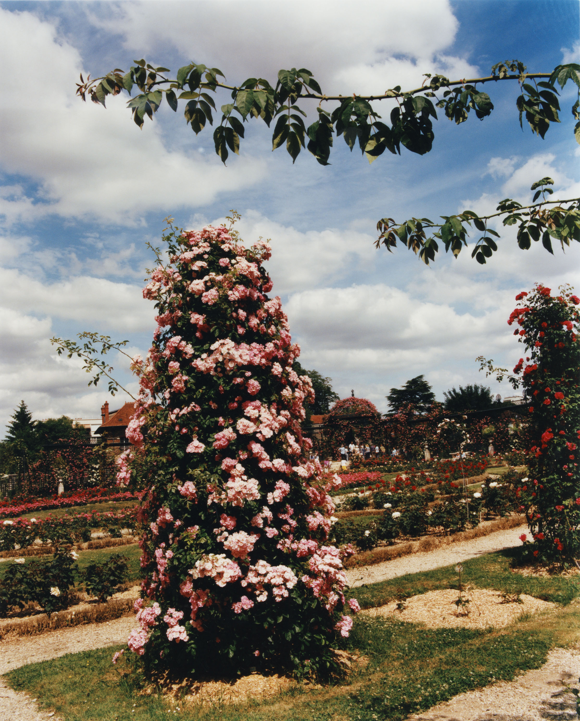 Roses of Paris - © Maciek Pożoga