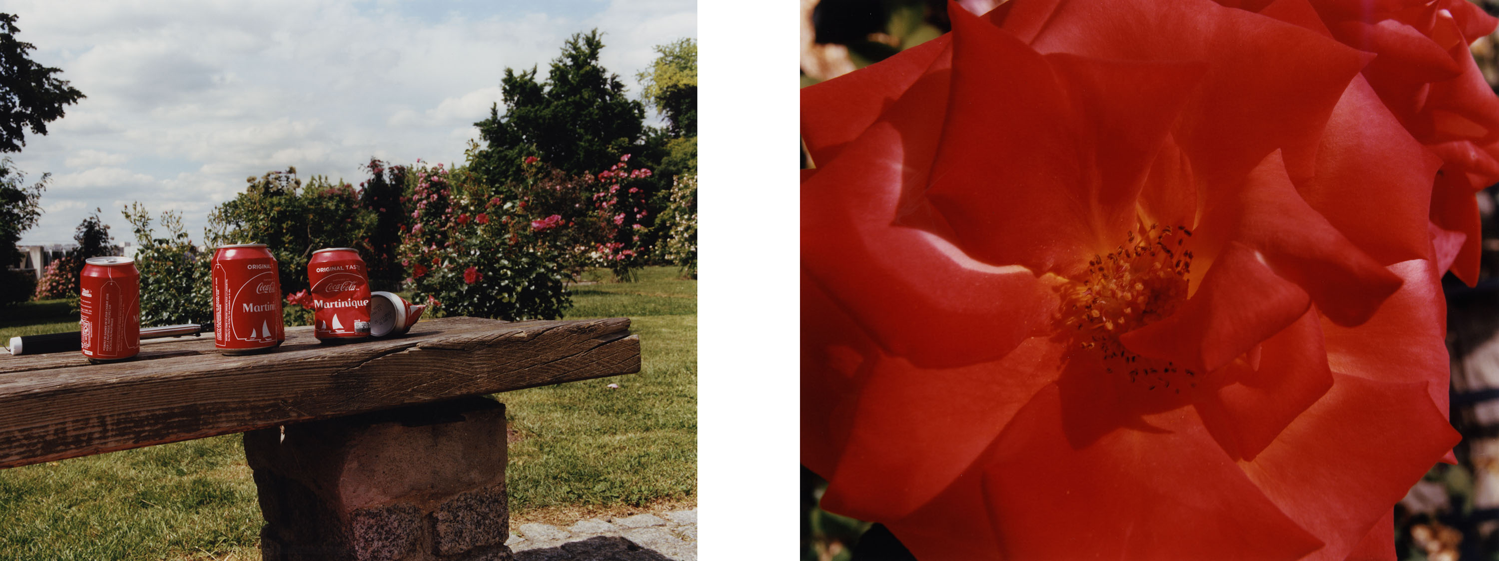 Roses of Paris - © Maciek Pożoga