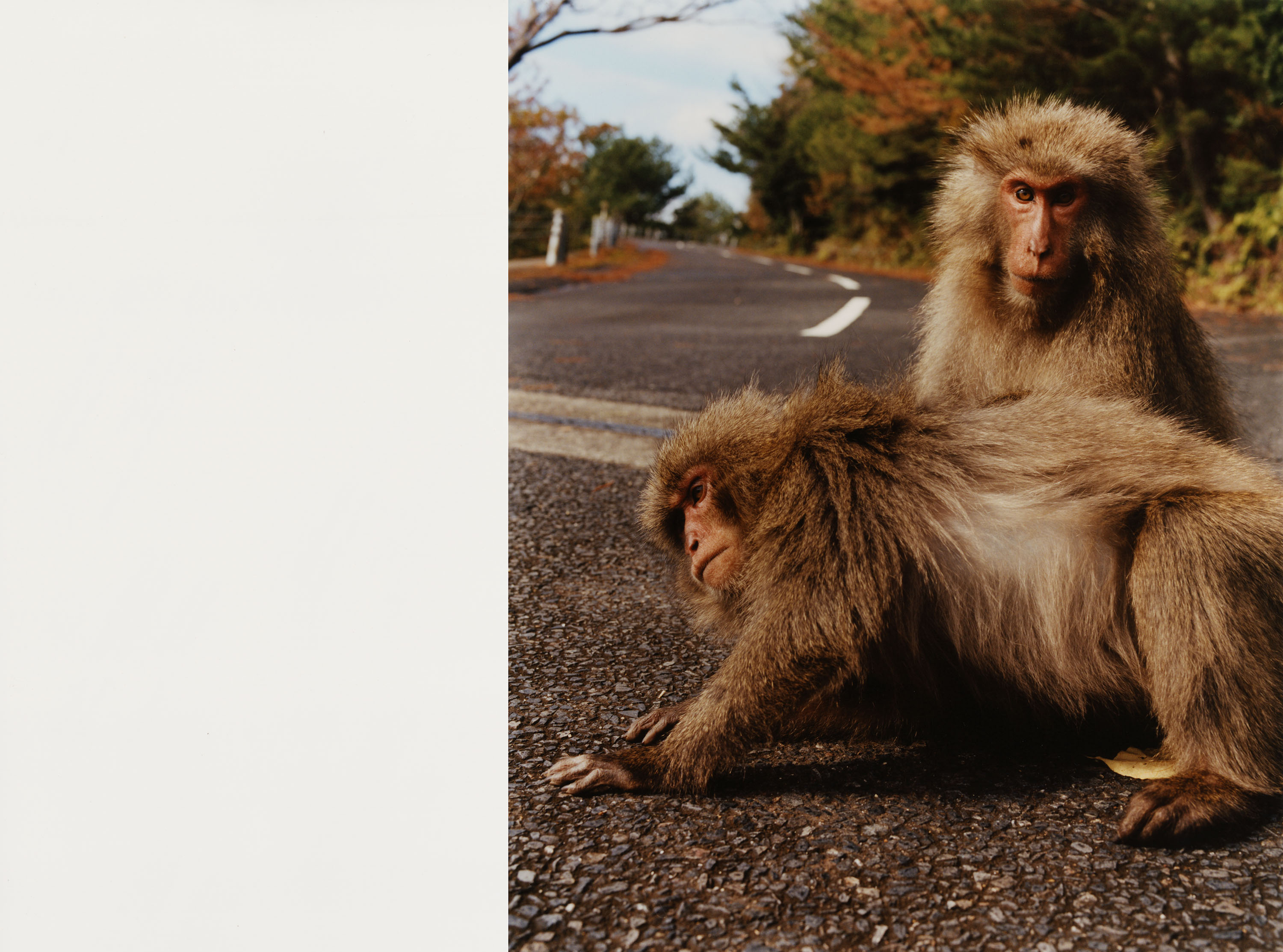 Japanese Macaques - © Maciek Pożoga