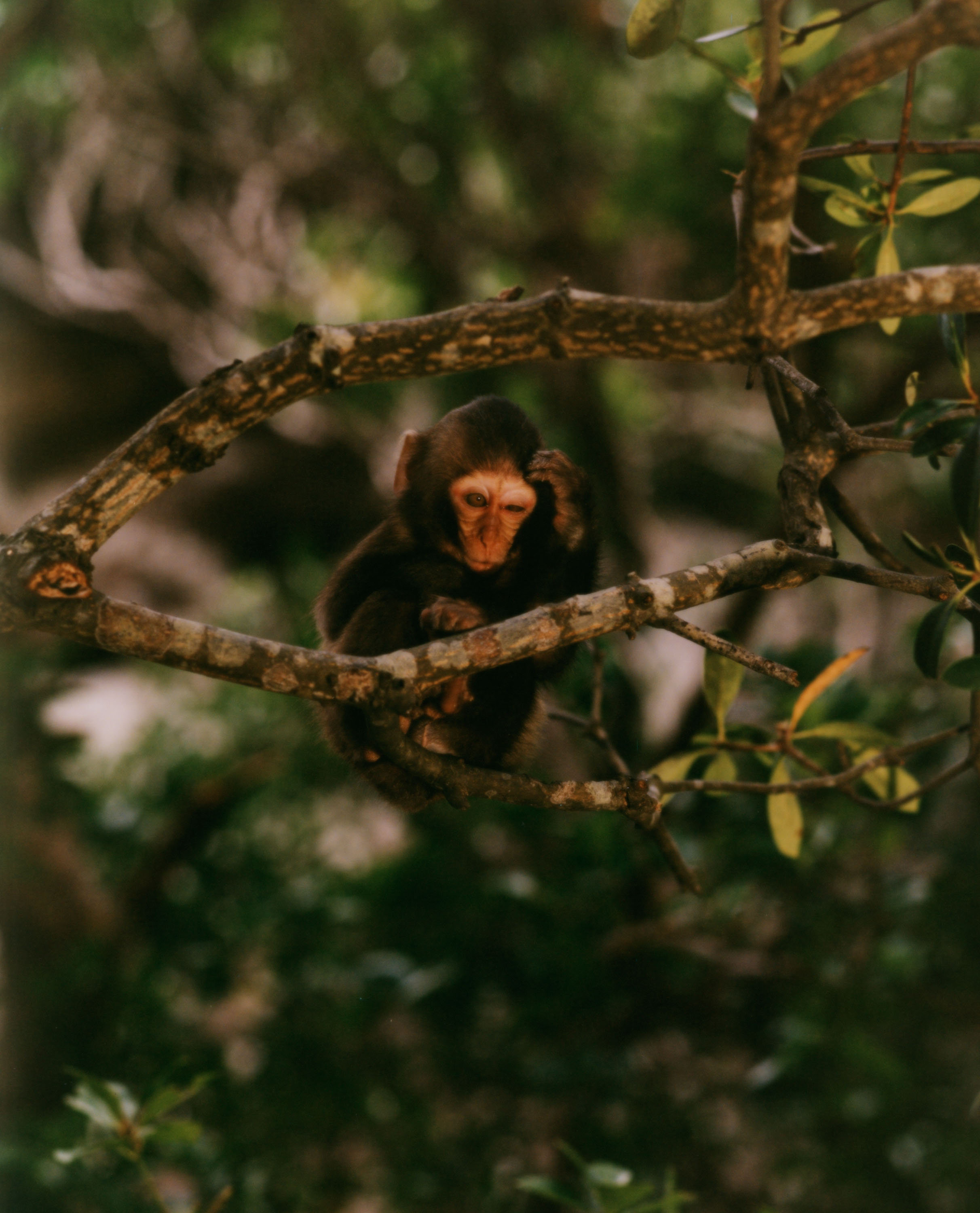 Japanese Macaques - © Maciek Pożoga