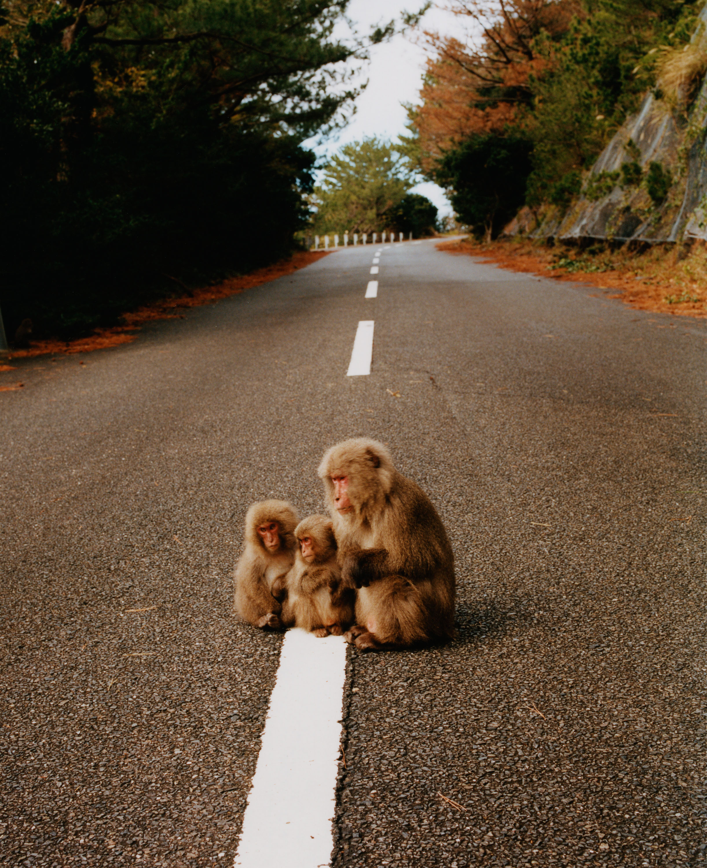 Japanese Macaques - © Maciek Pożoga