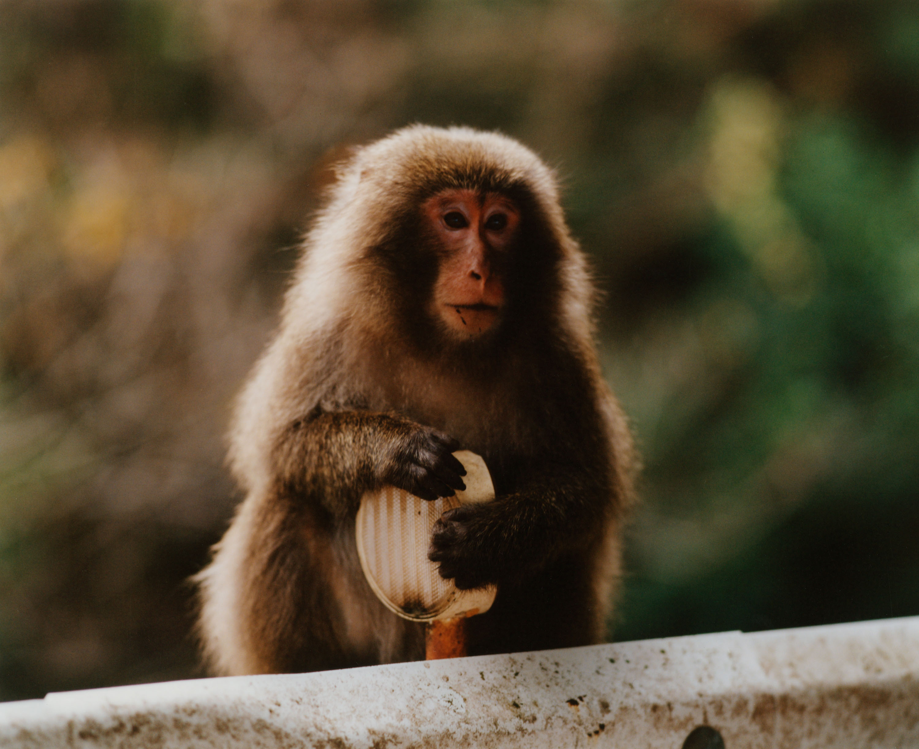 Japanese Macaques - © Maciek Pożoga