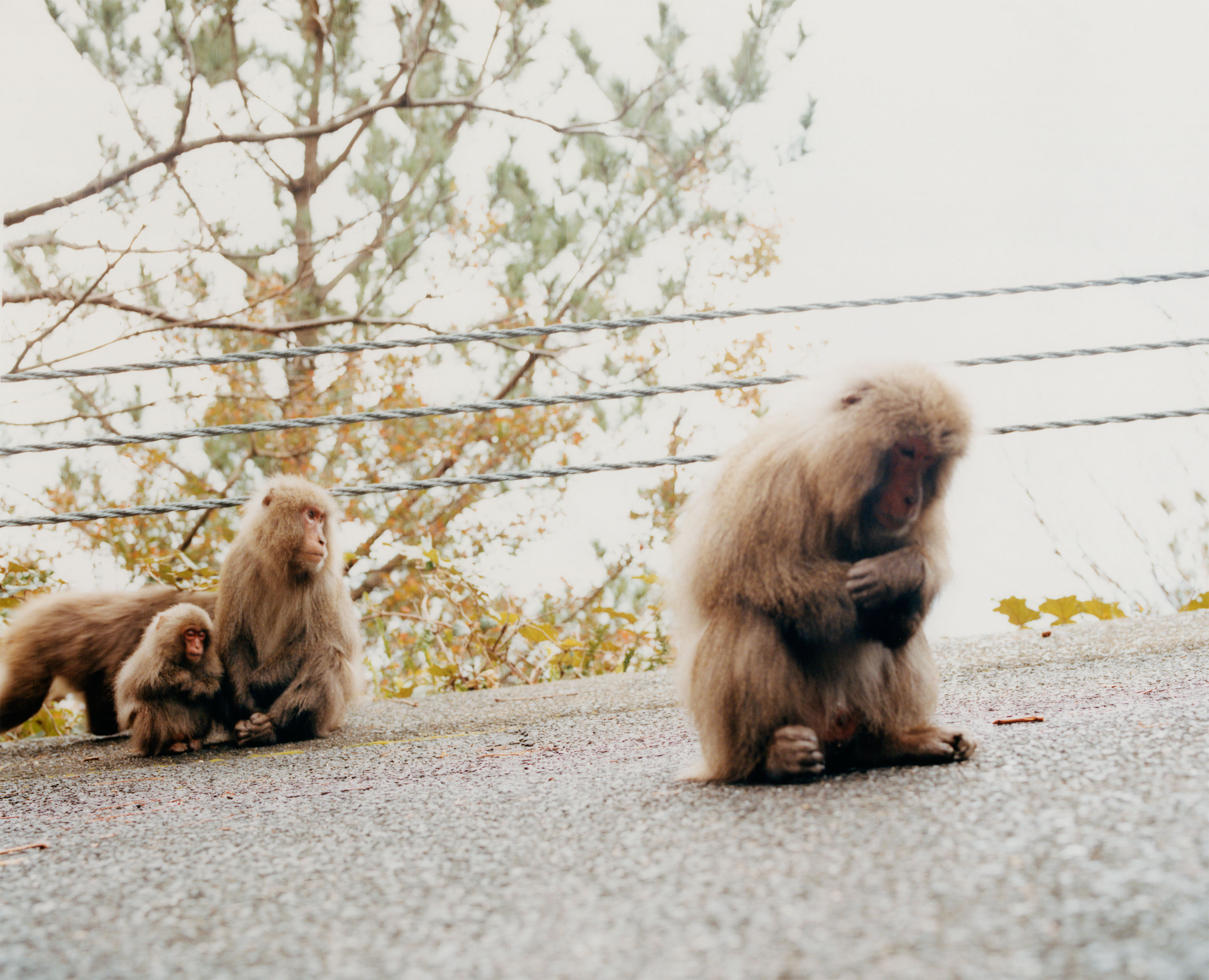 Japanese Macaques - © Maciek Pożoga