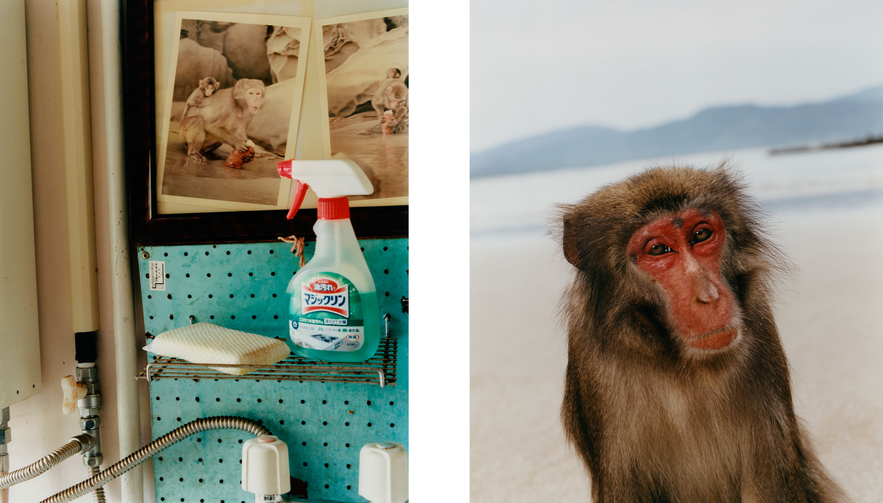 Japanese Macaques - © Maciek Pożoga