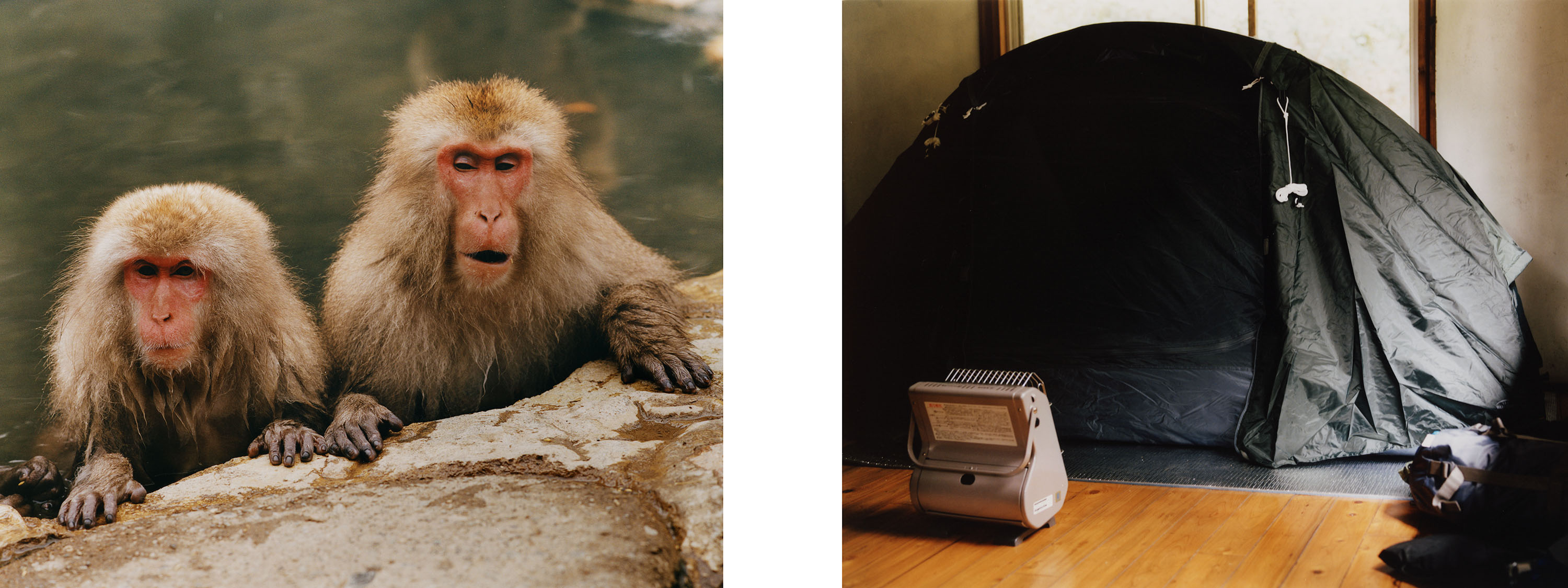 Japanese Macaques - © Maciek Pożoga