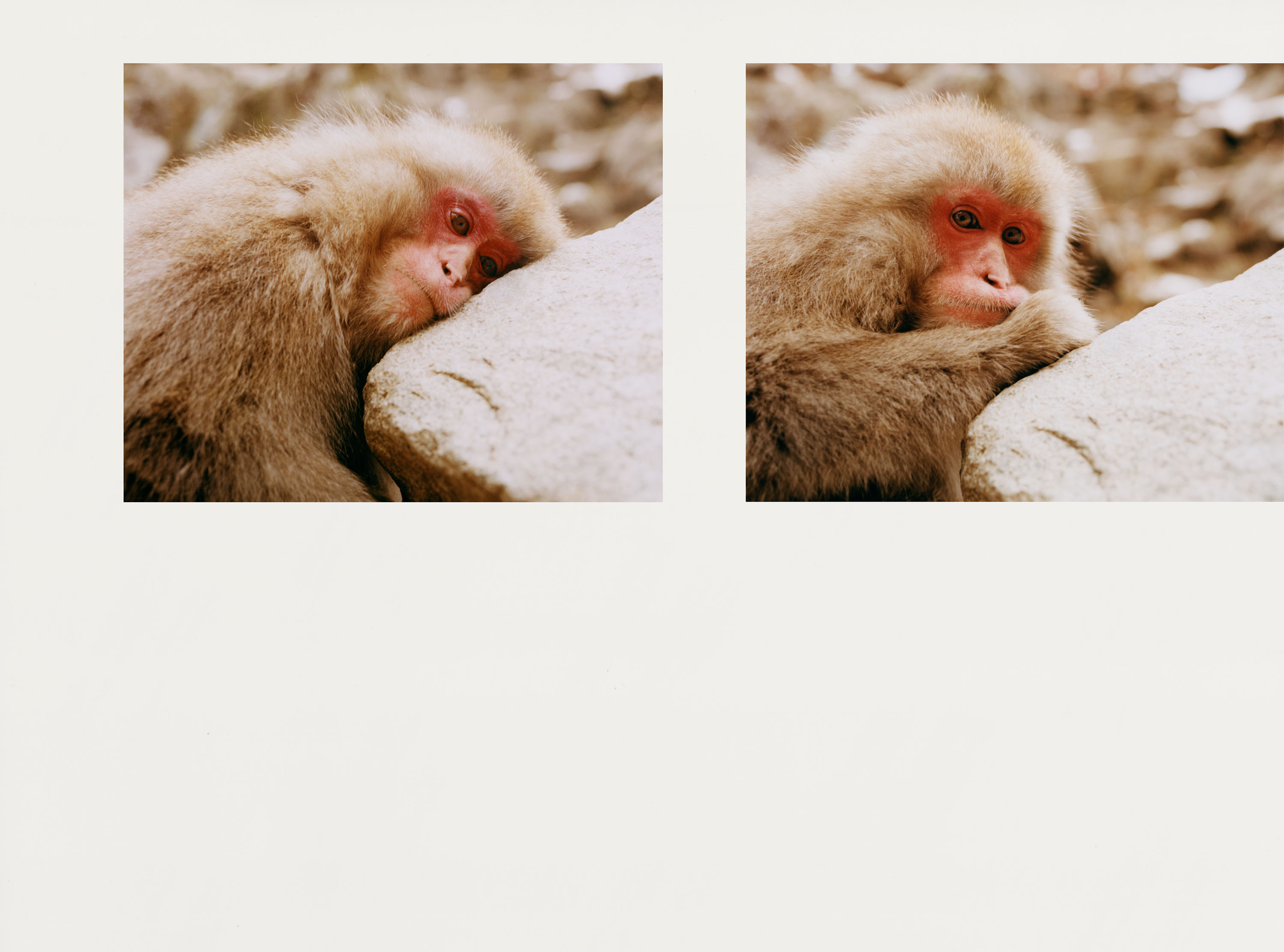 Japanese Macaques - © Maciek Pożoga