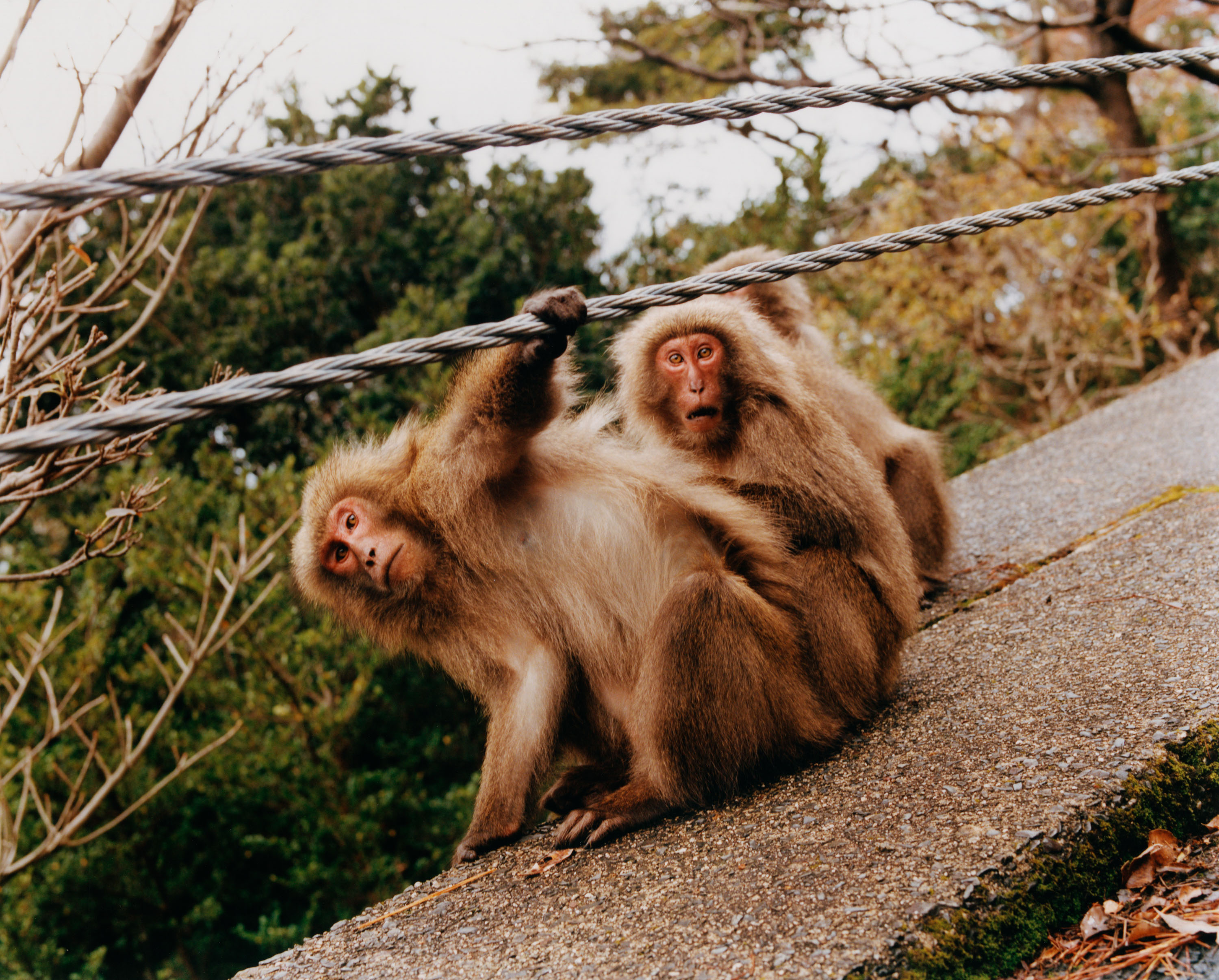 Japanese Macaques - © Maciek Pożoga