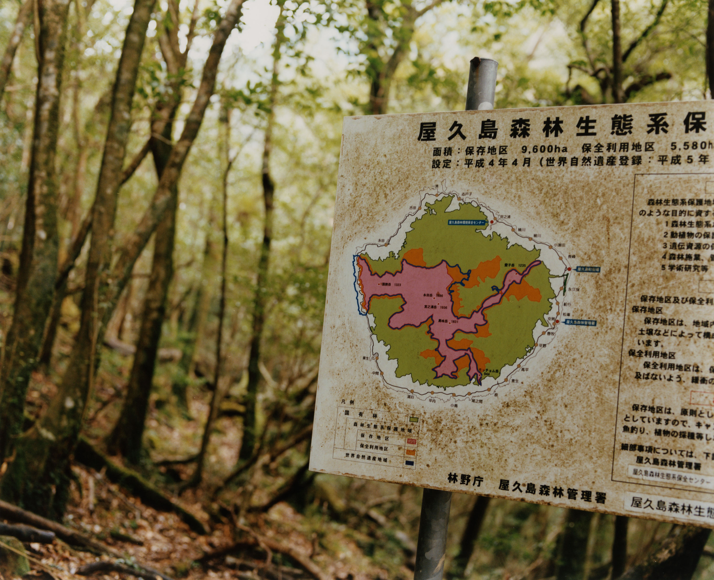 Japanese Macaques - © Maciek Pożoga