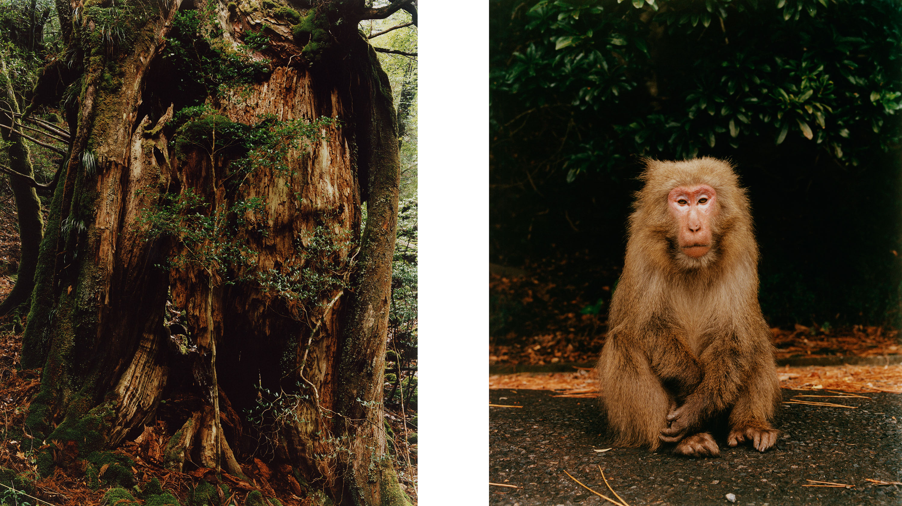 Japanese Macaques - © Maciek Pożoga