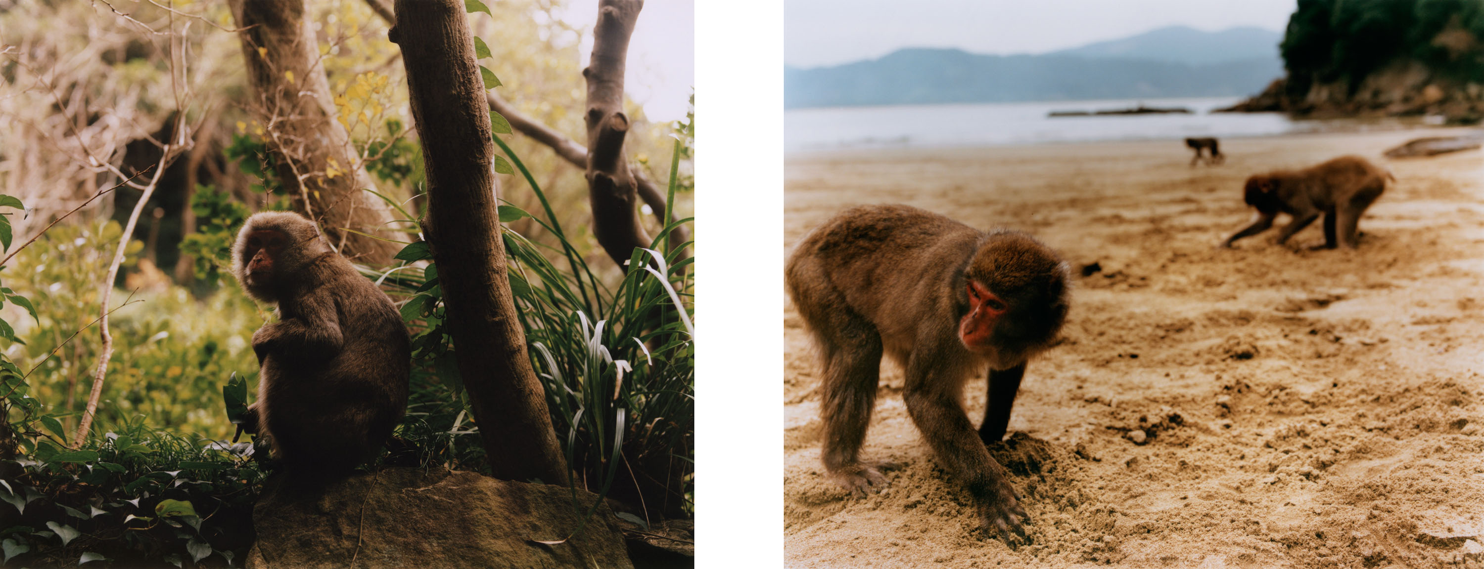 Japanese Macaques - © Maciek Pożoga