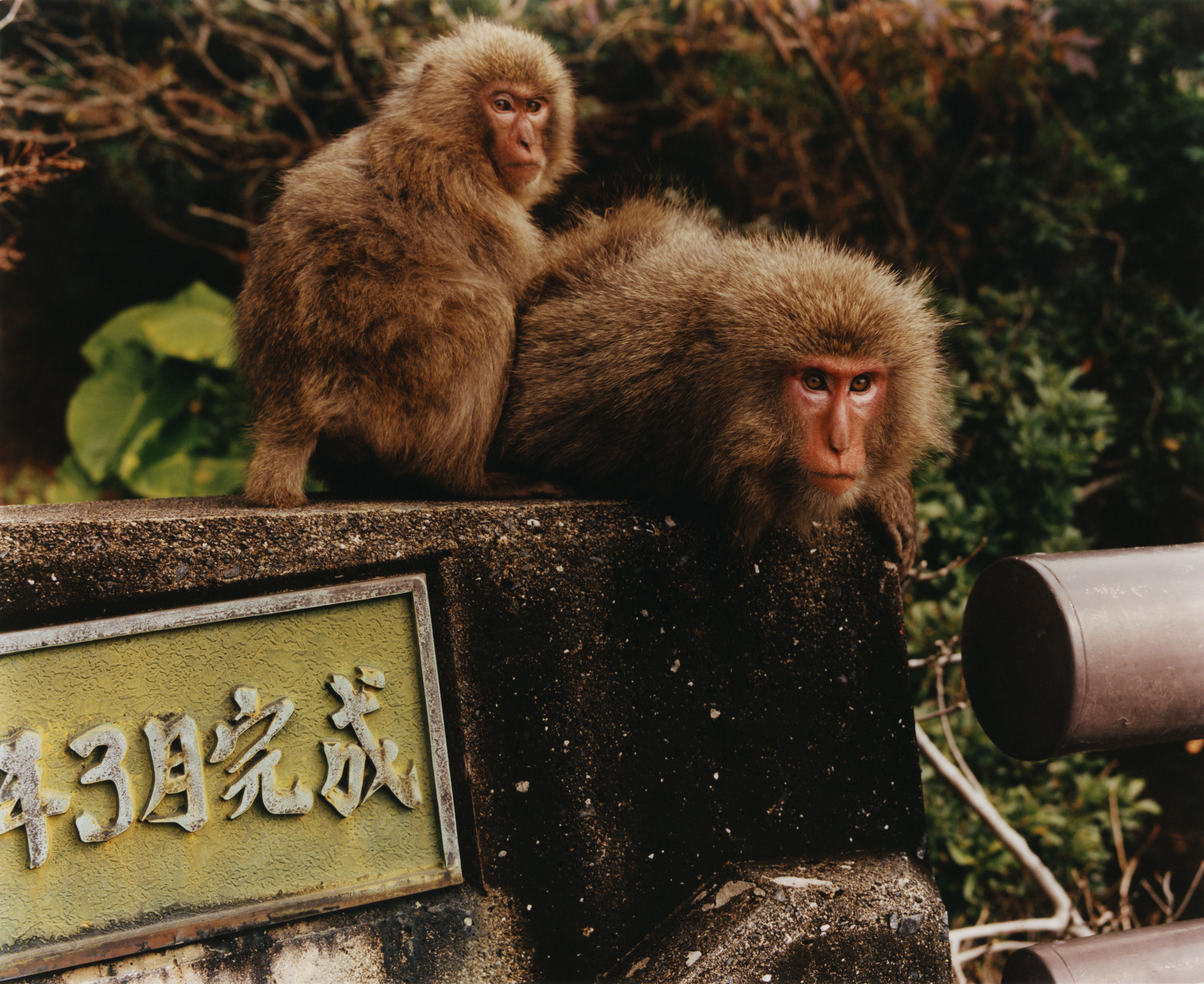 Back in January 2020, I spent two weeks in Japan following researchers and students engaged in the study of what some would call the "cultural behaviours" of Japanese macaques in three distinct regions of Japan. Their research focuses on the notion that those monkeys could transmit ritual-likes habits from one generation to another, from bathing in hot springs in the touristic park of Jigokudani, to washing sweet potatoes on the isolated island of Ko-Jima, to riding deers on the island of Yakushima. *{Article written by Ben Crair. Photo assistant : Emil Kosuge}* - © Maciek Pożoga