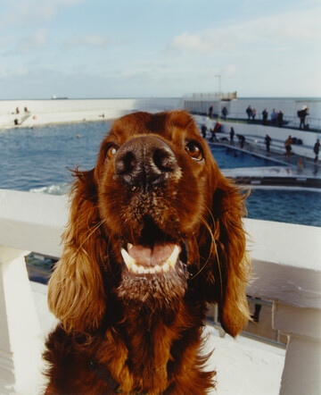 A fun commission that I shot in Cornwall at the Penzance lido, designed in an art deco style and first opened in 1935, for *WSJ Mag*, I visited on the last opening day of the season, when dogs are allowed to swim in the pools. Dog owners and their pets come over from all over the region for this special day. - © Maciek Pożoga